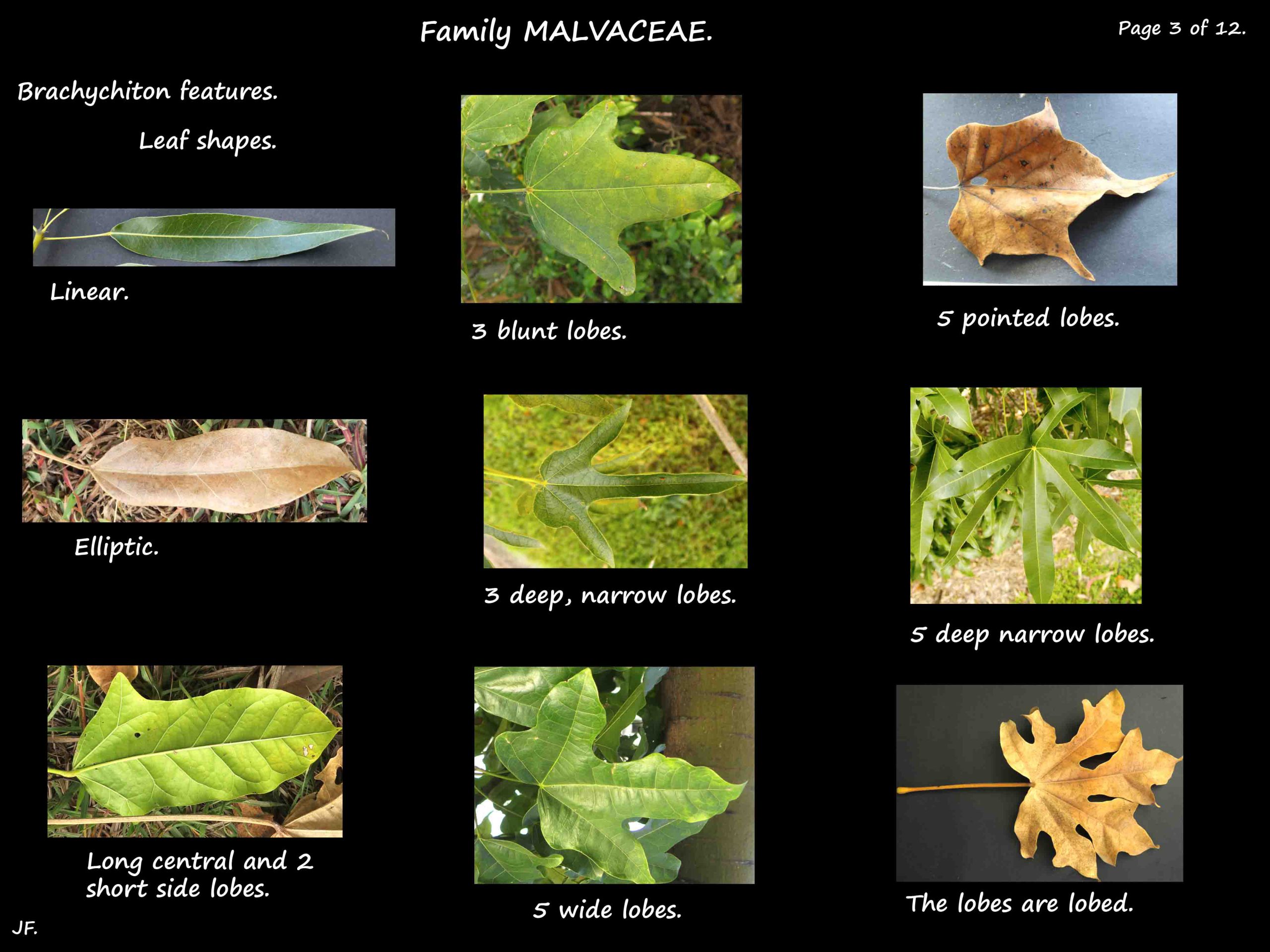 3 Brachychiton leaf types